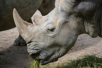 Rhinoceros - close up shot