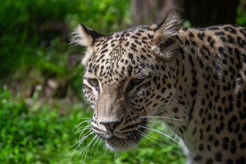 A close up shot of a leopard in nature