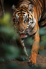Sumatran tiger (Panthera tigris sumatrae) beautiful animal and his portrait