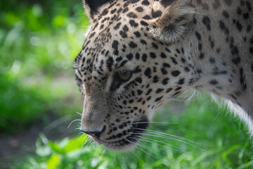 A close up shot of a leopard in nature