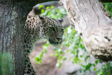 A close up shot of a leopard in nature