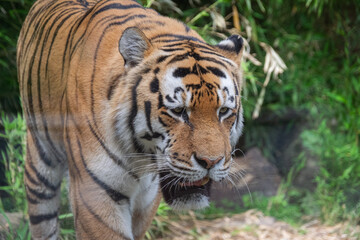 A close up shot of a tiger
