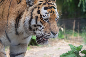 A close up shot of a tiger