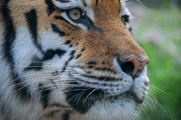 A close up shot of a tiger