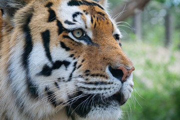 A close up shot of a tiger