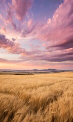 Obraz premium sunset over the field