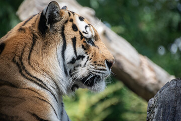 A close up shot of a tiger