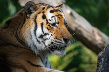 A close up shot of a tiger