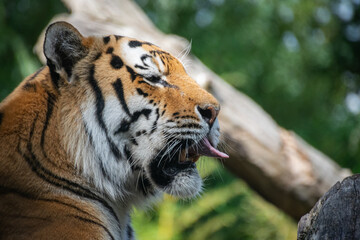 A close up shot of a tiger