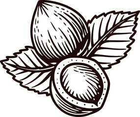 Hand drawn hazelnuts with leaves isolated on white background vintage botanical nut illustration