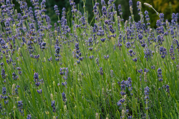 Beautiful lavender flowers. Summer small flowers. Rich blue color surrounded by green stems on a soft natural background. Floral background. A soothing look