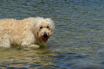 Goldendoodle badet am Hundestrand