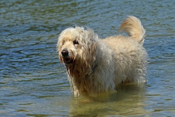 Goldendoodle badet am Hundestrand