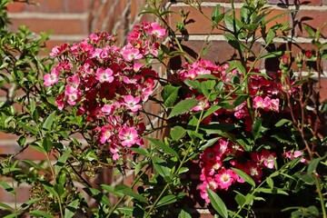 Ungefüllte rosa Strauchrose 