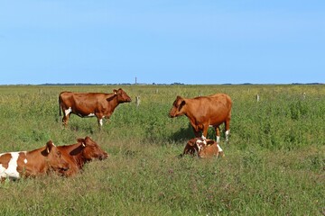 Rotbunte Kühe mit Kälbern auf einer Salzwiese mit Blick auf Norderney