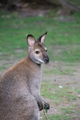 Black-flanked rock-wallaby - Close up shot
