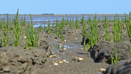 Europäischer Queller (Salicornia europaea agg.) im Nationalpark Wattenmeer
