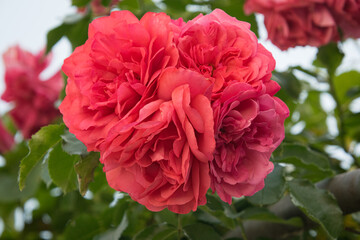 Rosarium Uetersen - Red Rose - Close up shot