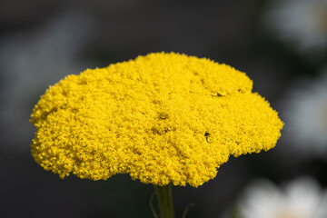 Achillea filipendulina - fernleaf yarrow - yellow flower