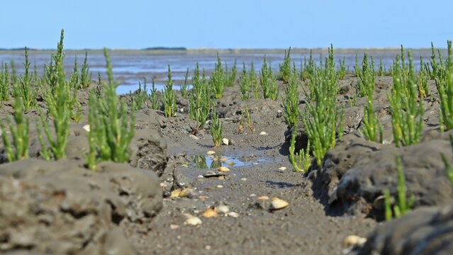 Europ&auml;ischer Queller (Salicornia europaea agg.) im Nationalpark Wattenmeer