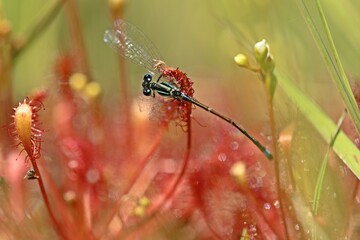 Mittlerer Sonntau (Drosera intermedia) mit Libelle in Ostfriesland