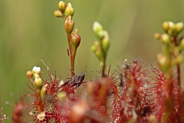 Mittlerer Sonntau (Drosera intermedia) mit Dornschrecke (Tetrix undulata) in Ostfriesland