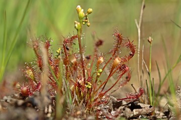 Mittlerer Sonntau (Drosera intermedia) mit Insekt in Ostfriesland