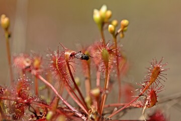 Mittlerer Sonntau (Drosera intermedia) mit Insekt in Ostfriesland