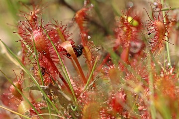 Mittlerer Sonntau (Drosera intermedia) mit Insekt in Ostfriesland
