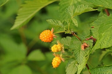 Gelbe Himbeeren  (Rubus idaeus) am Strauch