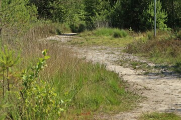 Habitat des Mittleren Sonnentaus (Drosera intermedia) in Ostfriesland