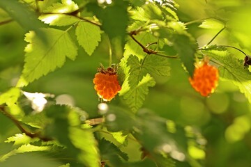 Gelbe Himbeeren  (Rubus idaeus) im Gegenlicht