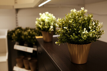 Small decorative green plants in gold pots placed neatly on a dark wooden shelf under store...