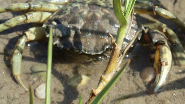 Gro&szlig;e Strandkrabbe (Carcinus maenas) bei Ebbe im ostfriesischen Watt