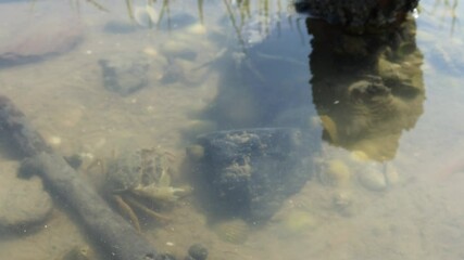 Strandkrabben (Carcinus maenas) bei der Paarung im Watt mit Rivalem