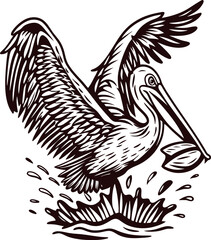 Fototapeta premium Hand drawn pelican spreading wings and catching fish in water detailed engraved illustration in vintage