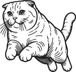 Scottish Fold Cat Vector in black and white