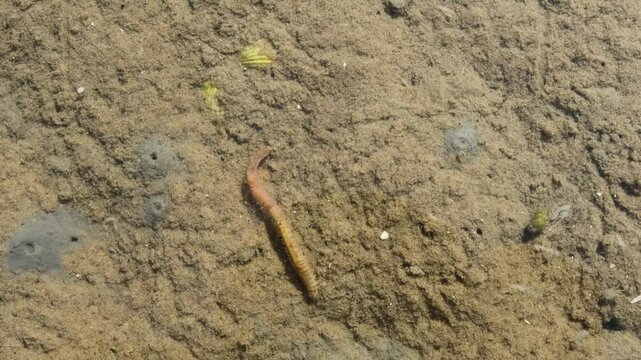 Schillernder Seeringelwurm (Hediste diversicolor) im Gezeitent&uuml;mpel