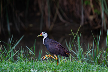 White-breasted Waterhen