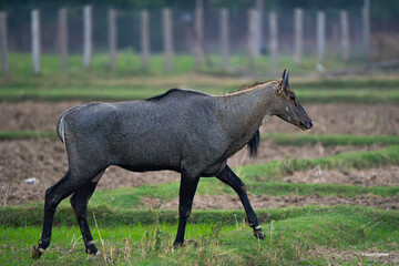 Adult Nilgai in a village in Uttar Pradesh, India