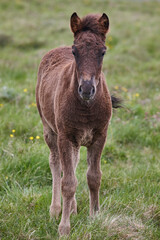 Icelandic wild pony grazing on the countryside. Icelandic breed animal