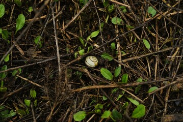 bird in the nest, snail in the forest