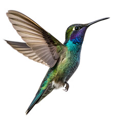 Obraz premium Hummingbird PNG – Isolated Flying Bird with Transparent Background for Design Use