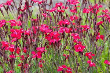 Small pink flowers in summer garden. Dianthus deltoids or maiden pink flowers. A beautiful bush...