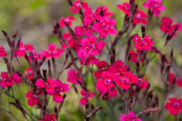 Small pink flowers in summer garden. Dianthus deltoids or maiden pink flowers. A beautiful bush consisting of many flowers A magenta background for a splash screen or wallpaper.
