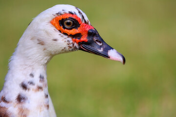 Close-up of muscovy duck on blurred background