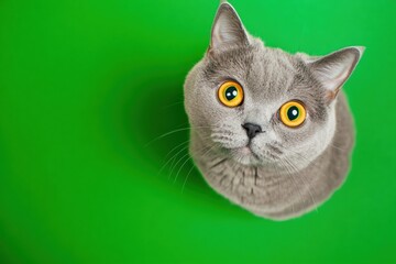 Astonished Scottish Fold Silver Cat with Big Yellow Striking Eyes isolated. Green Background. Studio. Surprised amazed feline muzzle. Kitten head closeup. Cute crazy pet banner. Copy space. Funny face