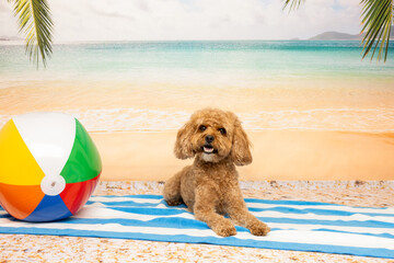 Poodle Lying on Beach Towel Beside Beach Ball