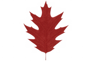 Red oak leaf isolated on transparent background, highlighting intricate vein structure and autumnal color