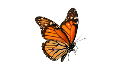 Obraz premium Monarch butterfly, a delicate orange insect with black wings, isolated on a white background, perfect for showcasing its beauty and the essence of summer nature